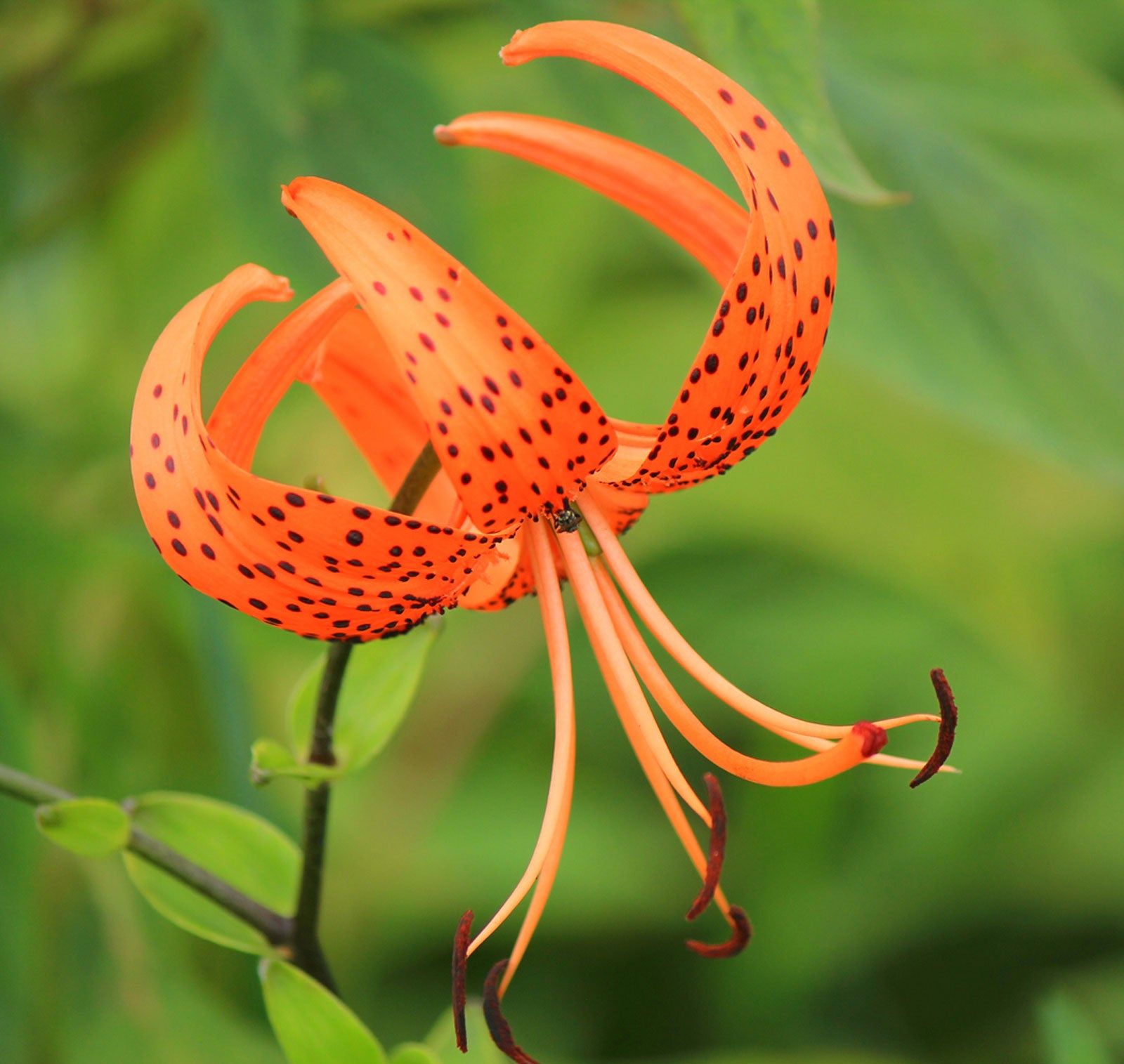 Tiger Lily Flowers - How To Grow Tiger Lilies And Tiger Lily Care |  Gardening Know How