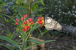 monarch migration