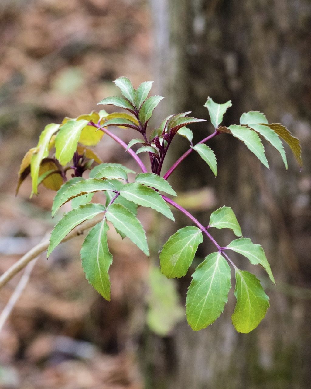 Elderberry With Yellow Leaves Treating Yellowing Leaves On