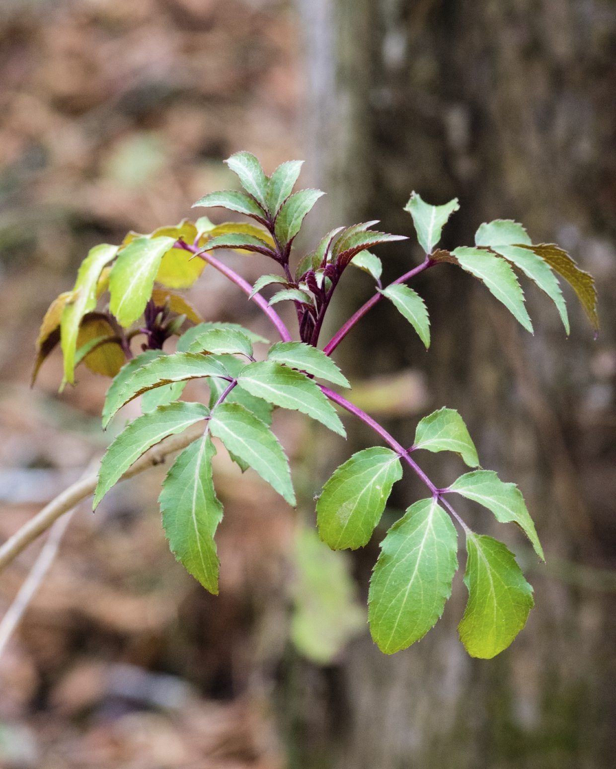 Green Elderberry Leaves Turning Yellow