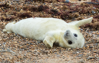 Baby grey seal pup - Location: Horsey Norfolk