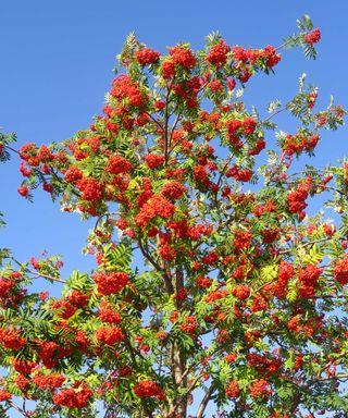 rowan tree with berries