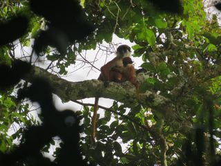 colombus monkey