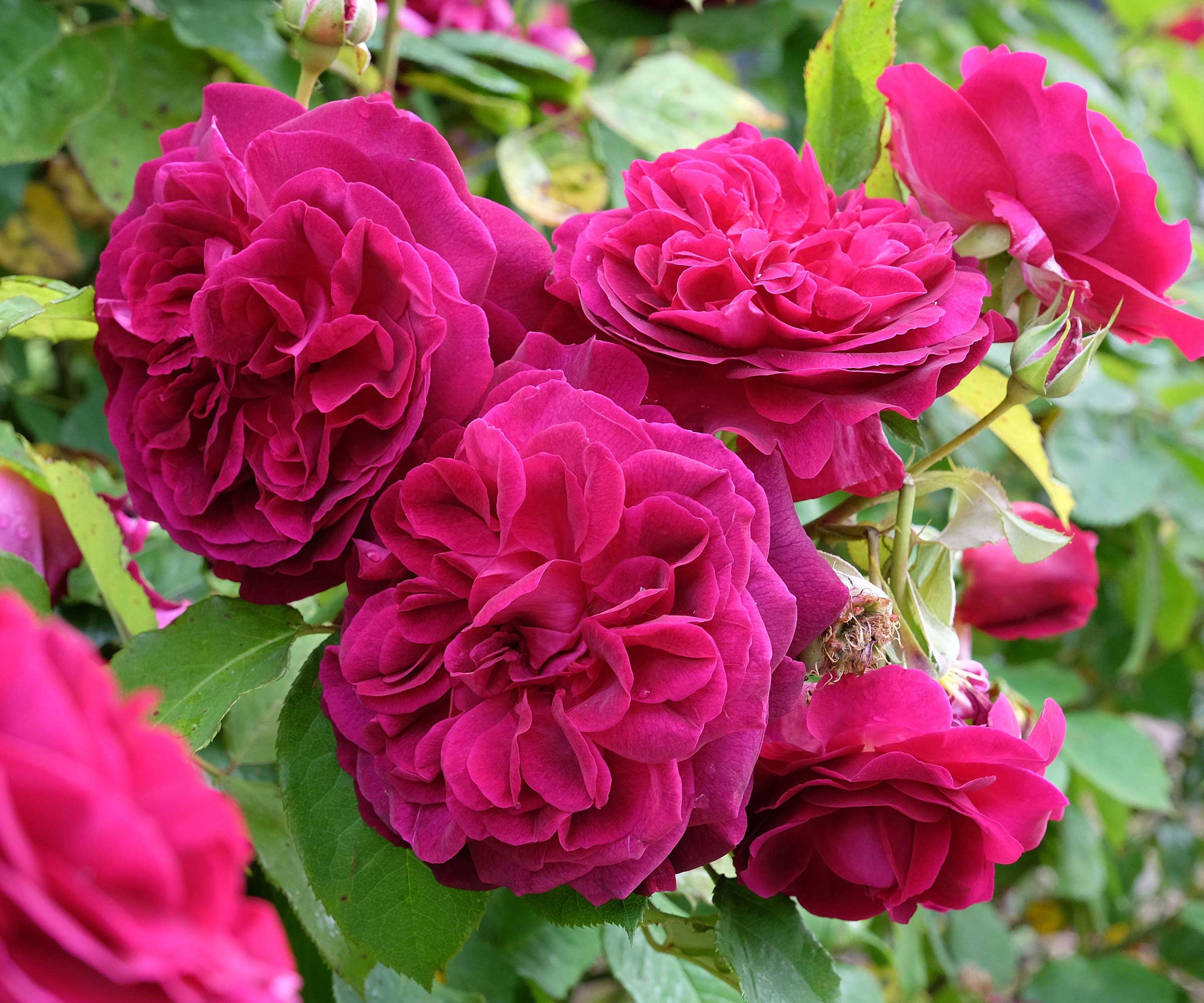 dark pink roses in flower