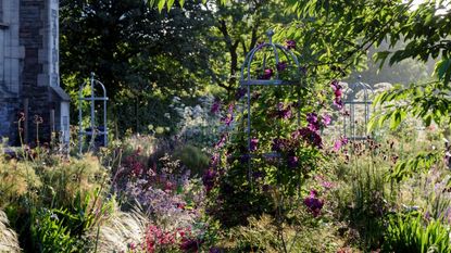 How to use olive oil in the garden