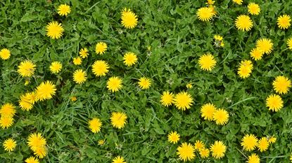 Methods for how to get rid of dandelions in a lawn