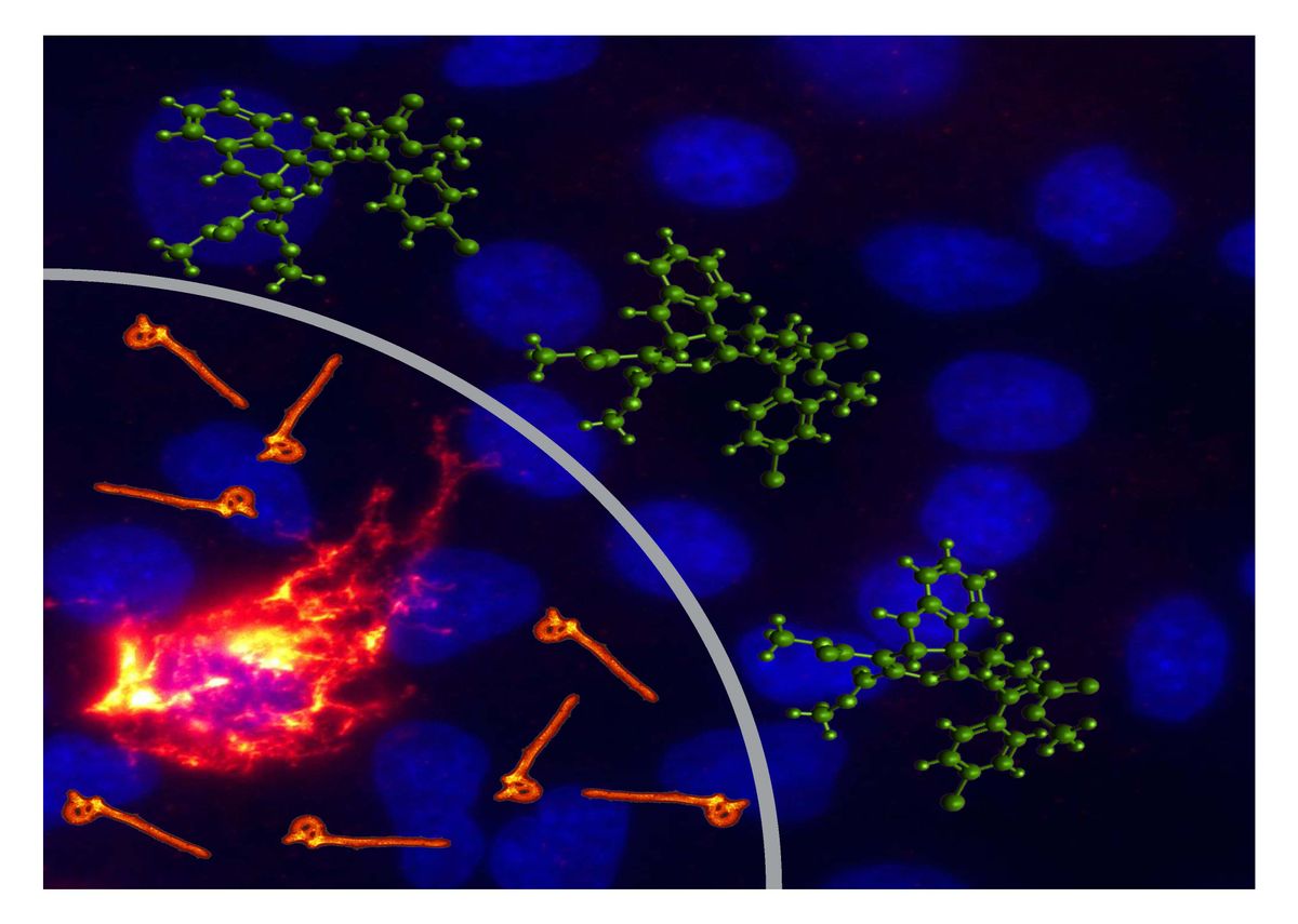 A new compound can block Ebola from replicating inside cells