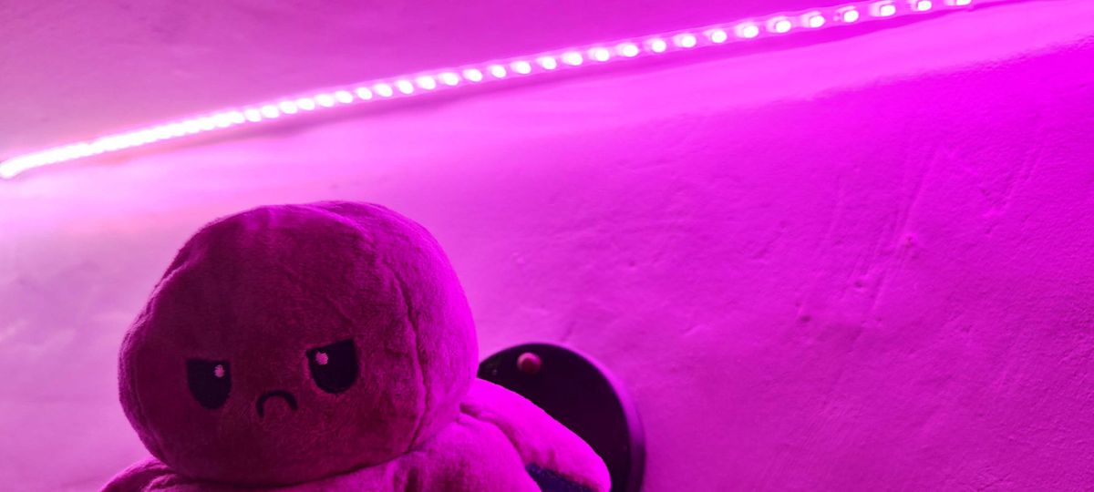 An octopus under a smart light