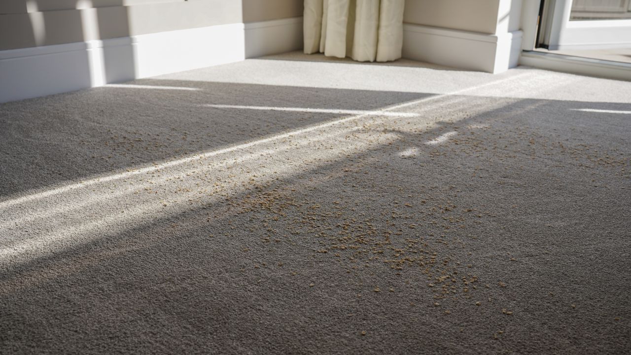 Oats on a carpet ahead of suction test