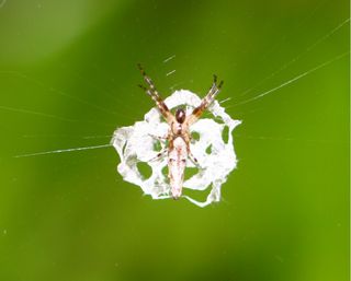 Here, a female juvenile <em>Cyclosa ginnaga</em> orb-web spider masquerading as bird droppings.