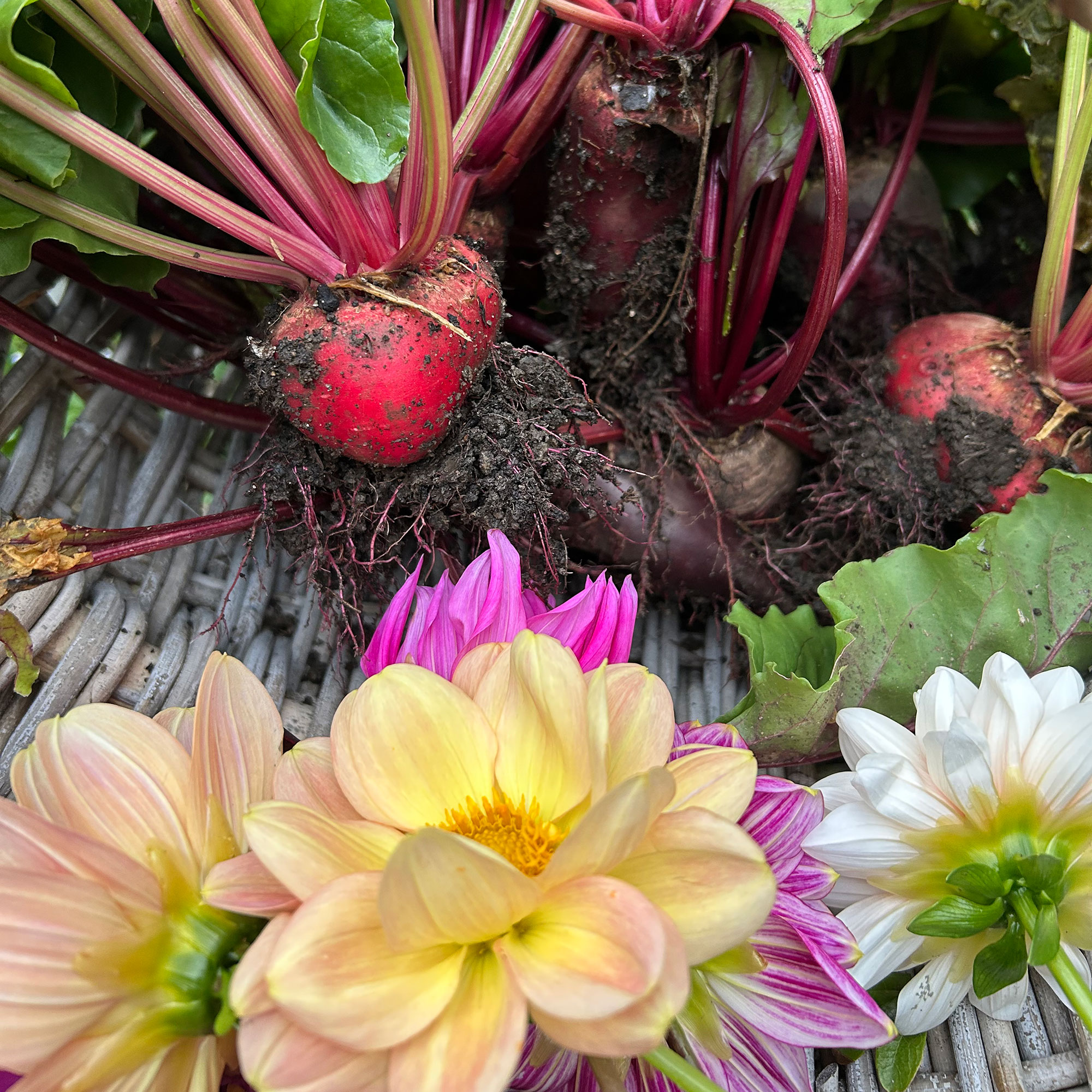 Close up of freshly picked radishes and yellow, pink and white dahlias