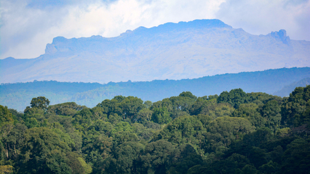 Montane tropical rainforest on the slopes of Mount Elgon.