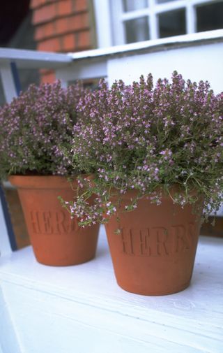 how to grow thyme: it loves growing in pots