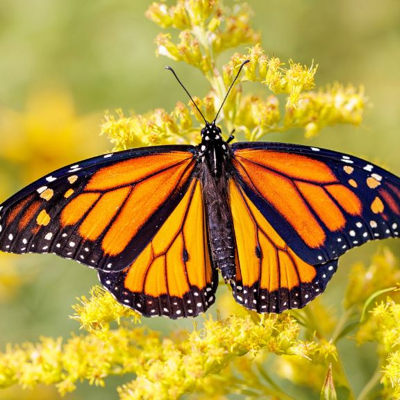 Monarch – King Of The Butterflies | Gardening Know How