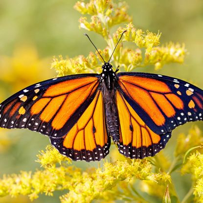 A monarch butterfly on yellow flowers