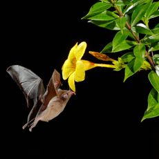 Bat flying toward a yellow flower with its tongue sticking out