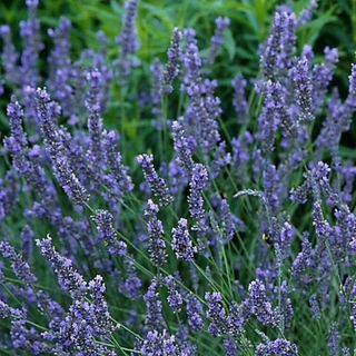 Lavender Garden Goods Direct