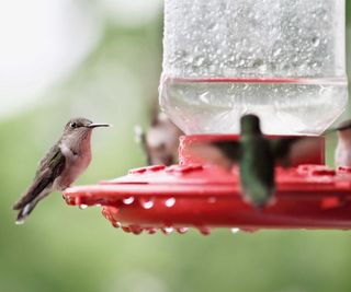 hummingbirds on feeder