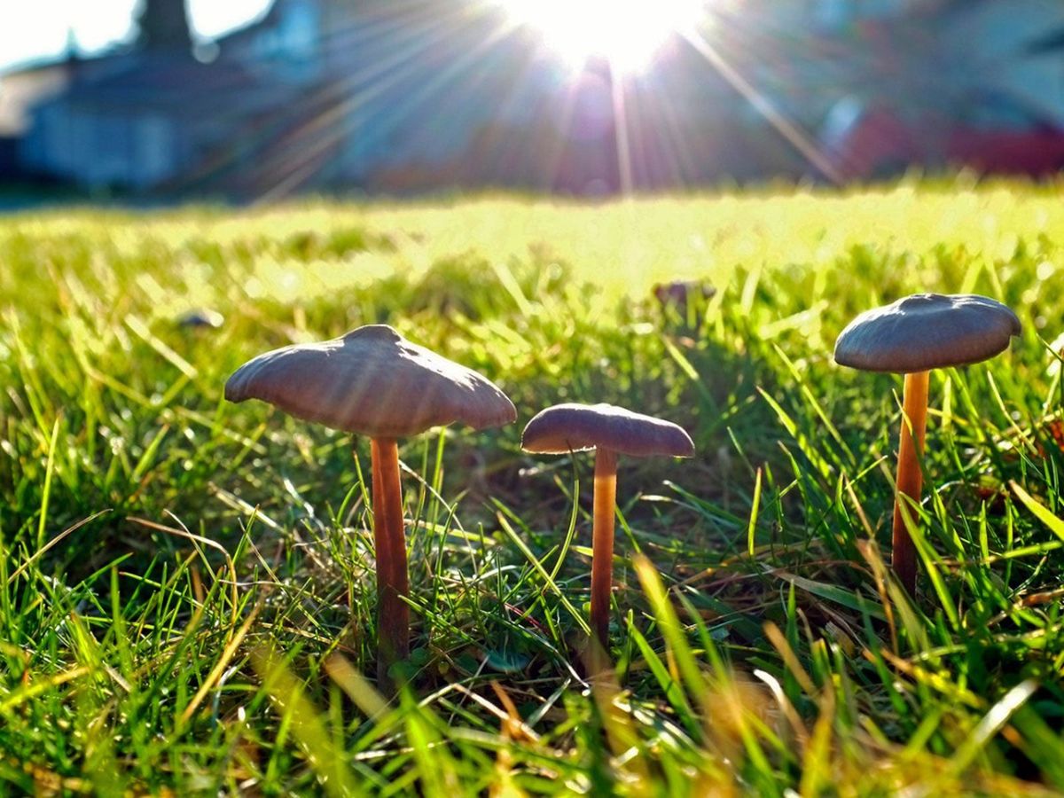Mushrooms Growing On My Lawn How To Eliminate Mushrooms Gardening Know How