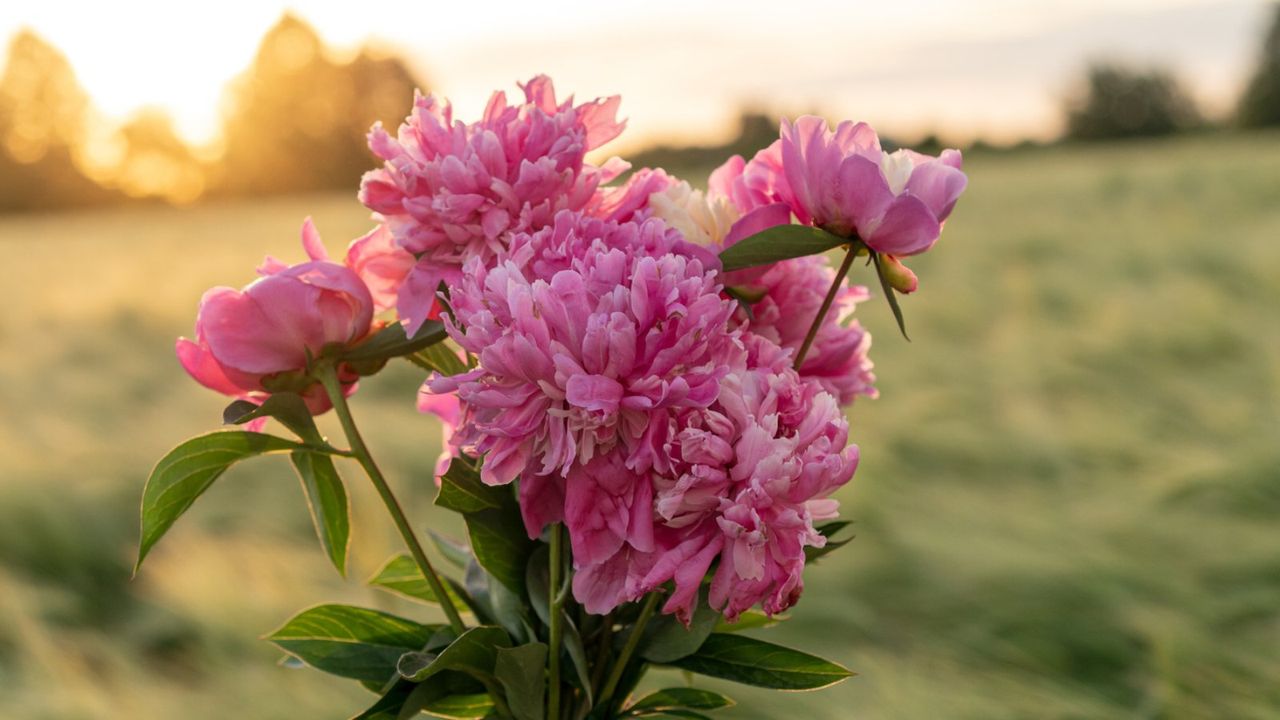 A bouquet of pink peonies against a field