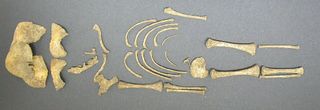 Skeleton of an infant found at Hambleden