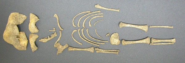 One infant&#39;s skeleton found at the Hambleden site. An analysis of remains from 35 infants revealed they were most likely killed at birth.