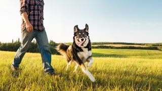 Man walking with his dog in a grassy field on an early morning in summer