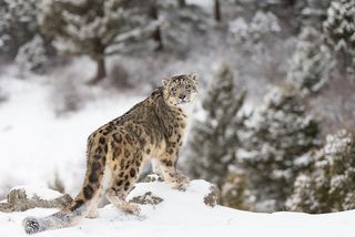 The snow leopard (Panthera uncial) is endangered; its numbers have declined by at least 20 percent over the past 16 years, mainly due to poaching and loss of habitat and prey, according to the IUCN.