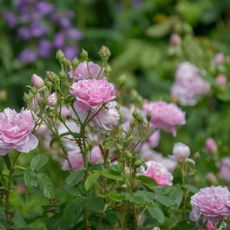 Closeup of pink roses growing on rose plant in garden