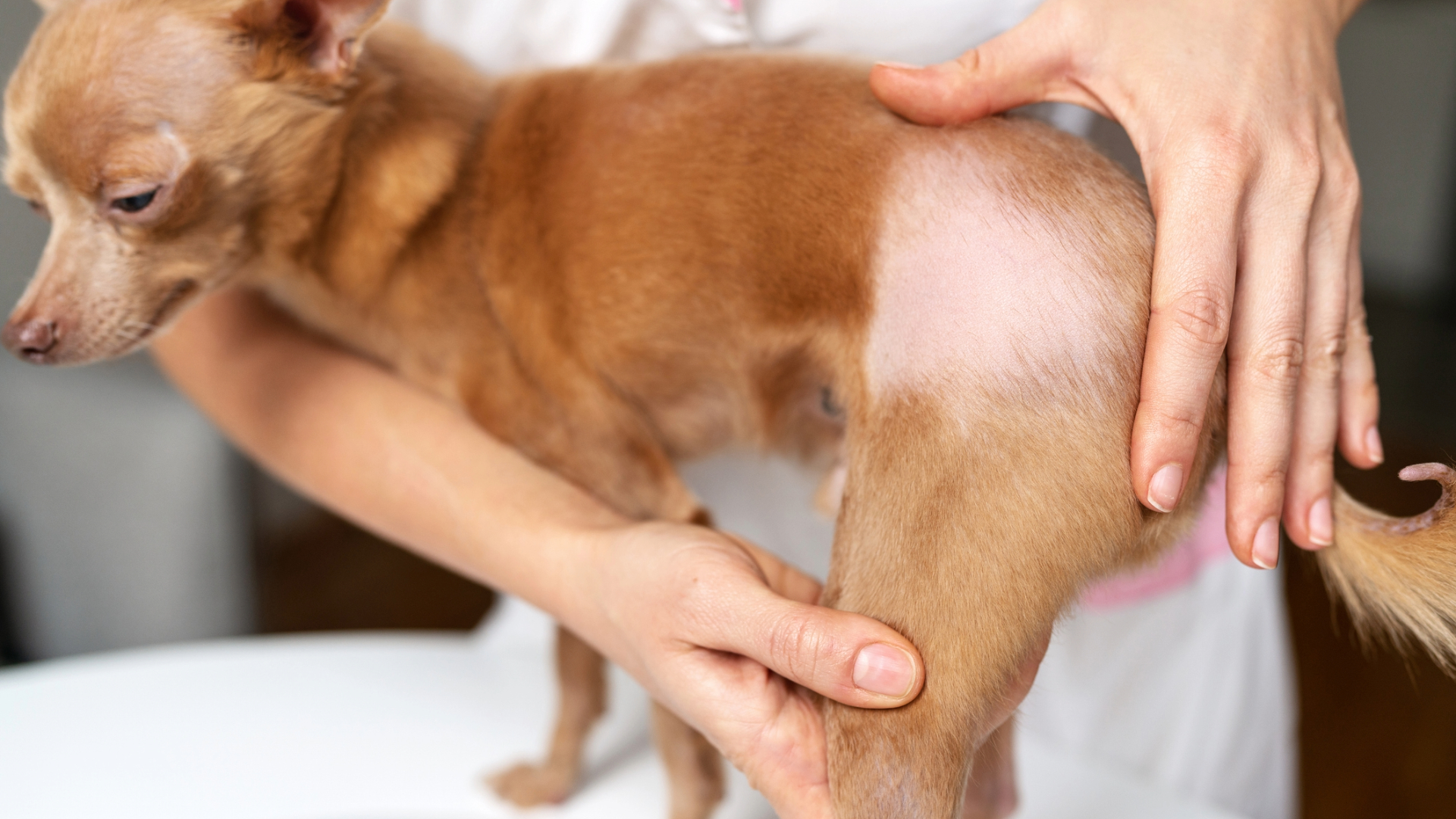 Alopecia on the back of a dog