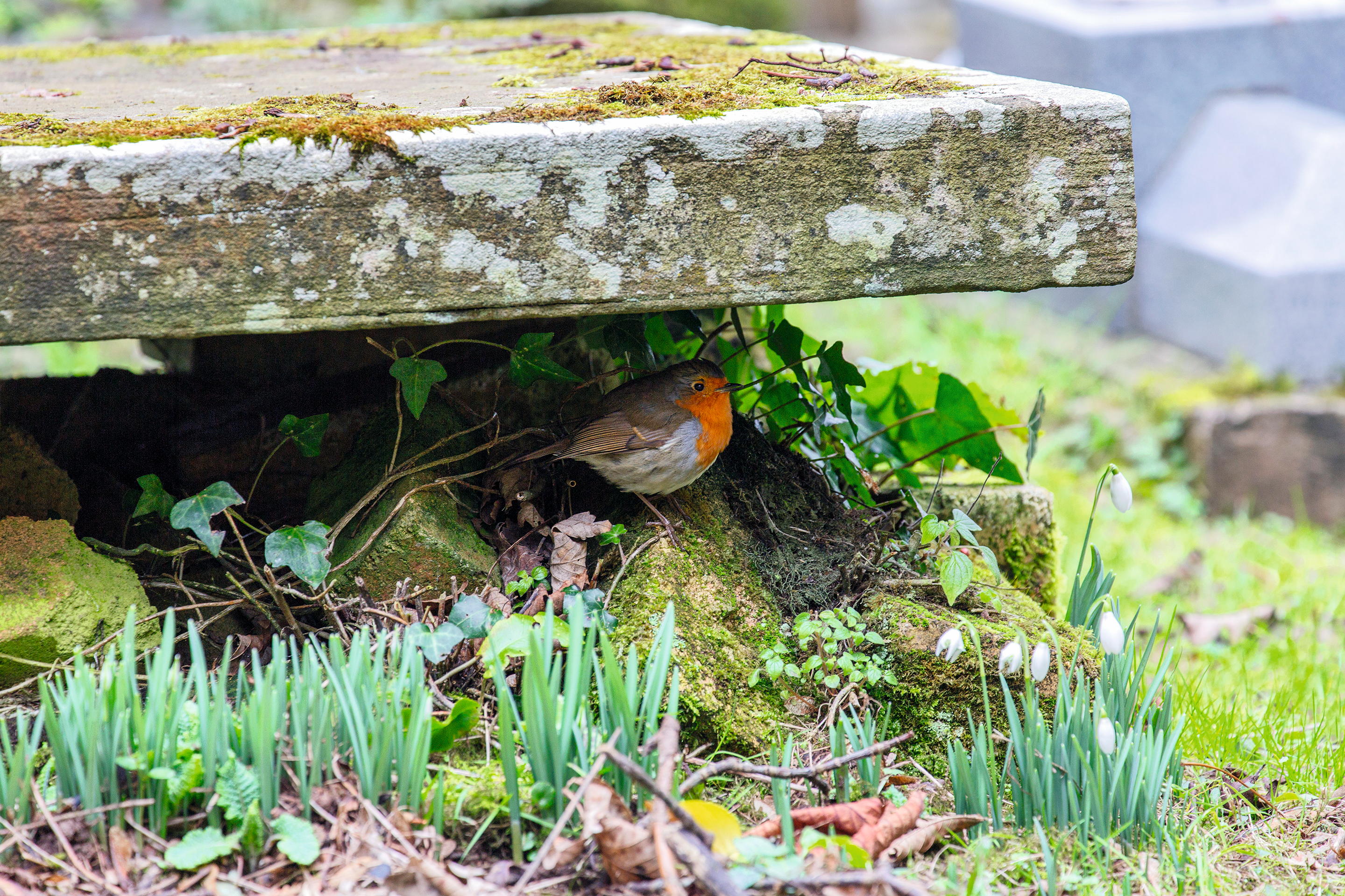 churchyard nature
