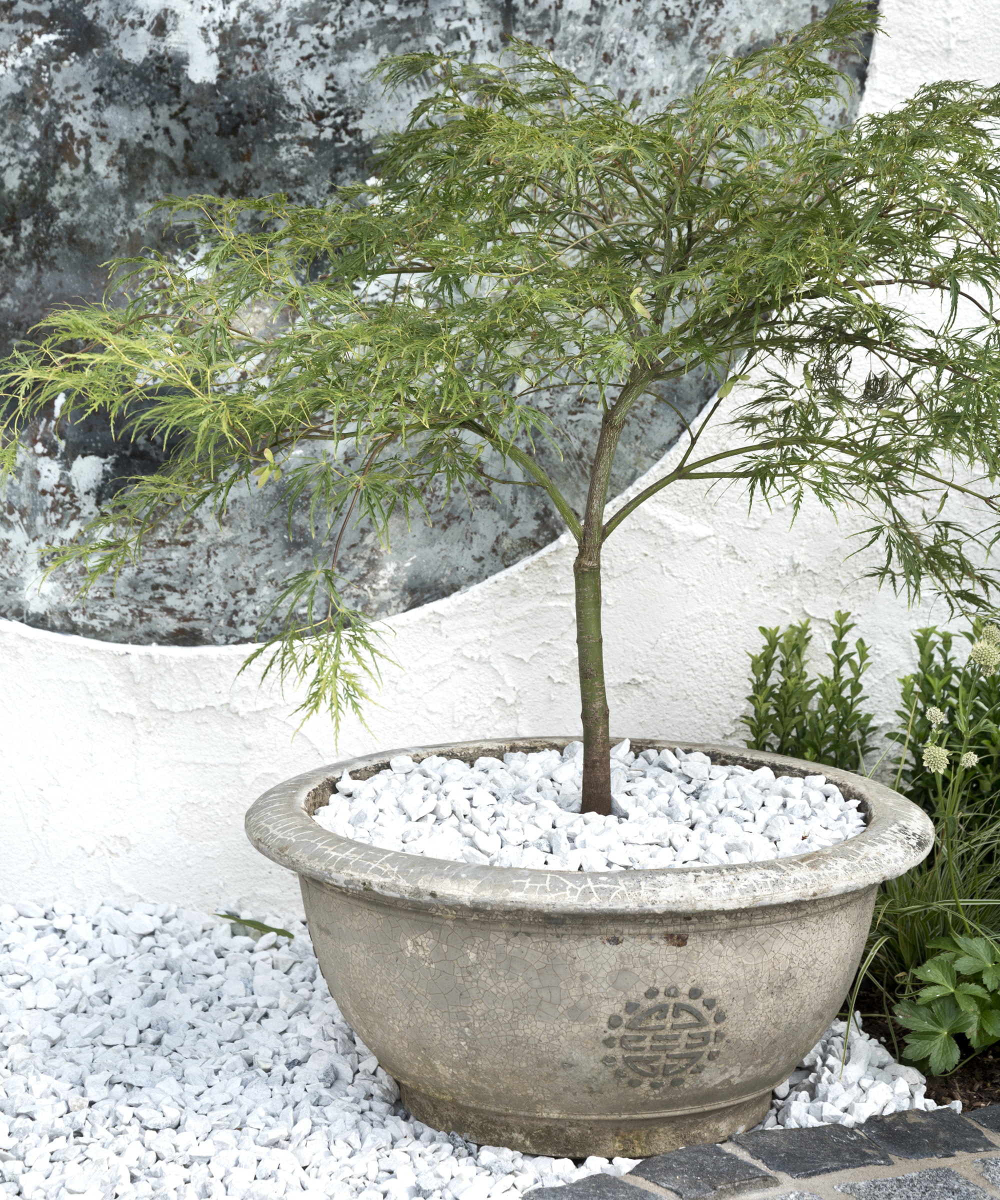 A green Japanese maple growing in a stone planter