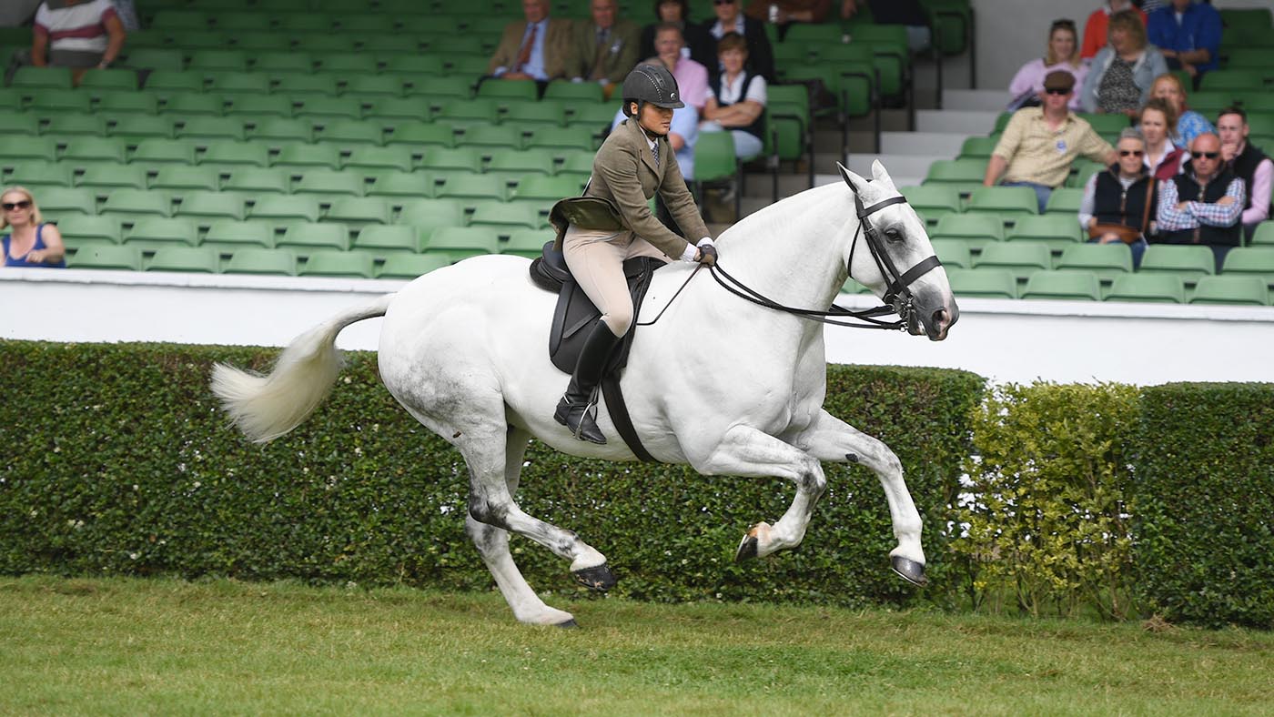 THE FORGER exhibited by Danielle Heath and owned by Ms P F Frampton winner of the Ridden Maxi Cob Championship during Great Yorkshire Show held at the Great Yorkshire Showground in Harrogate in North Yorkshire in the UK between 9 -11th July 2019