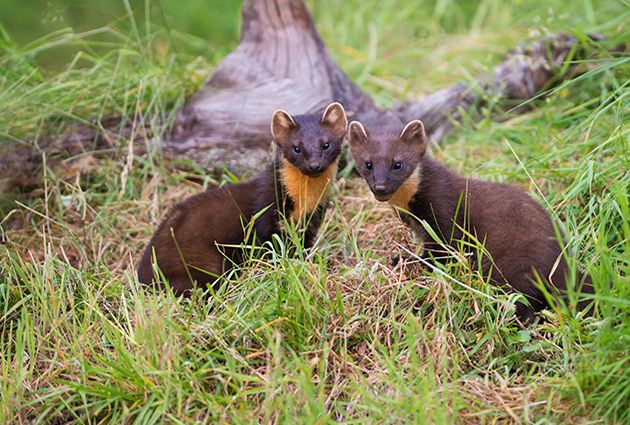 Pine martins in scotland