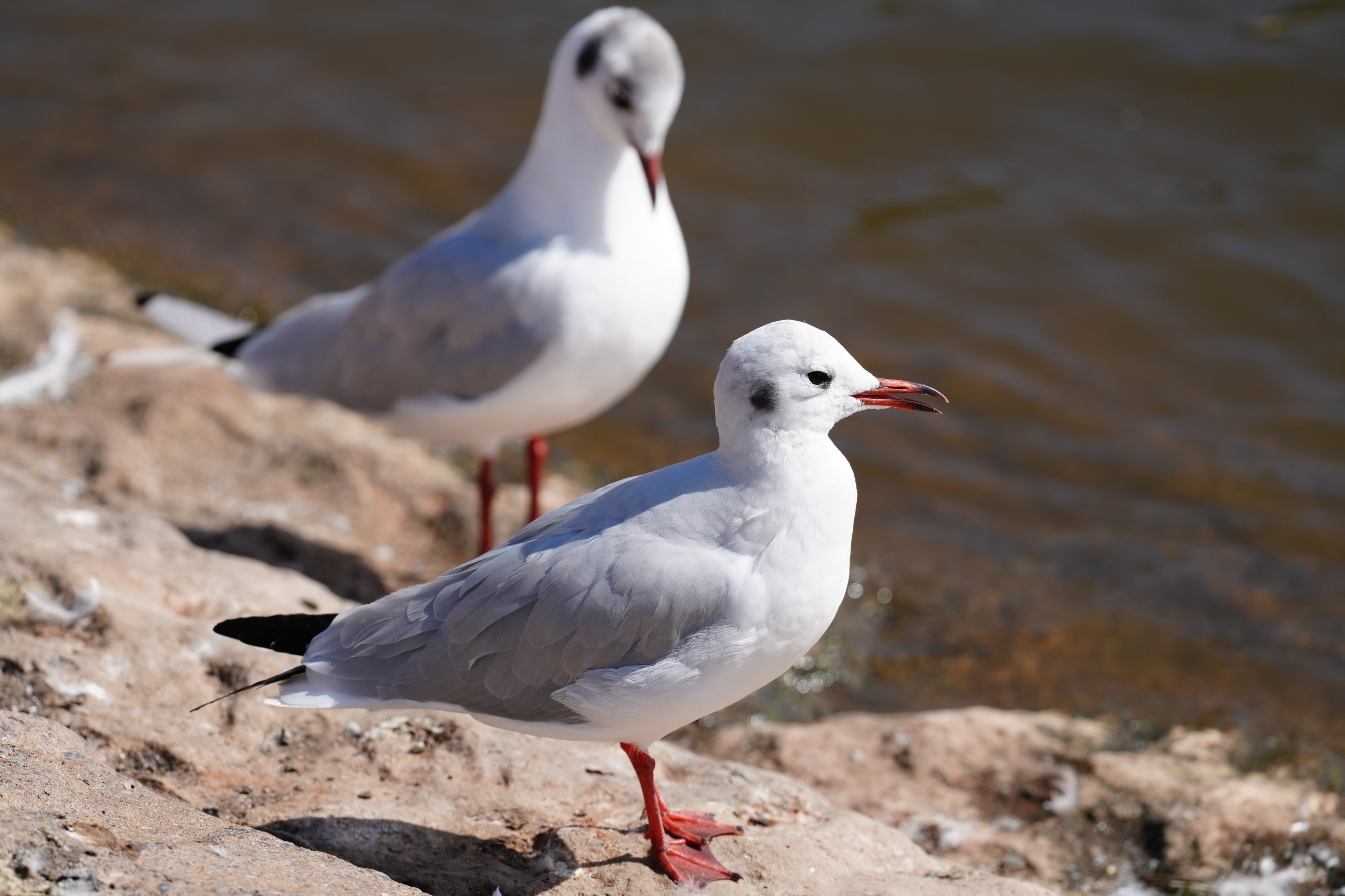 Sony FE 400mm f/4.5 GM OSS sample image