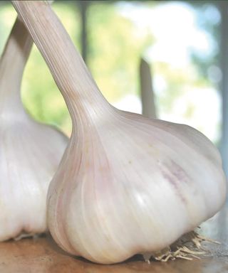 California Early Garlic