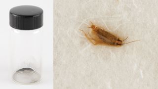 A sample of moondust extracted from the stomachs of cockroaches, and the remains of one of the roaches from the experiments.