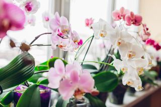 moth orchids growing on a windowsill