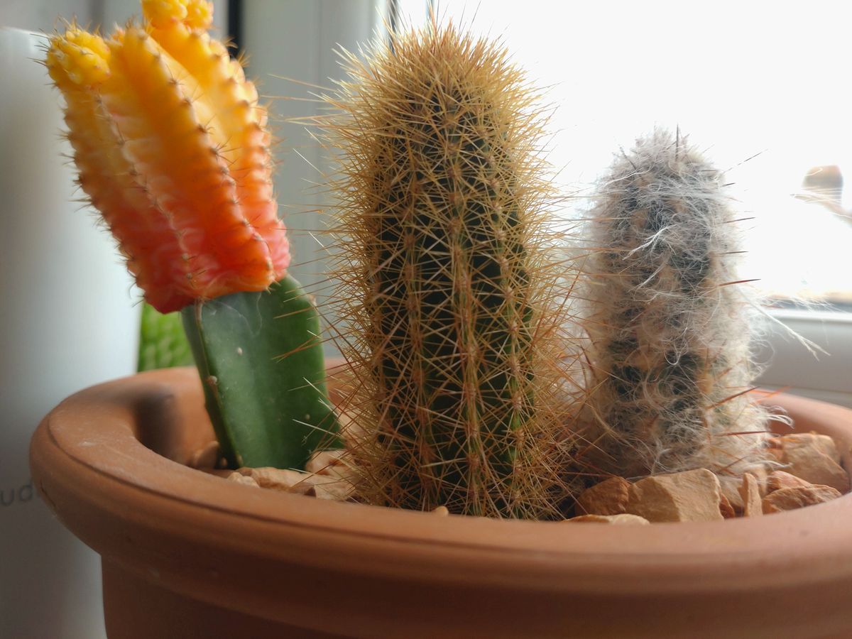 A cactus shot on the Xperia 10 III