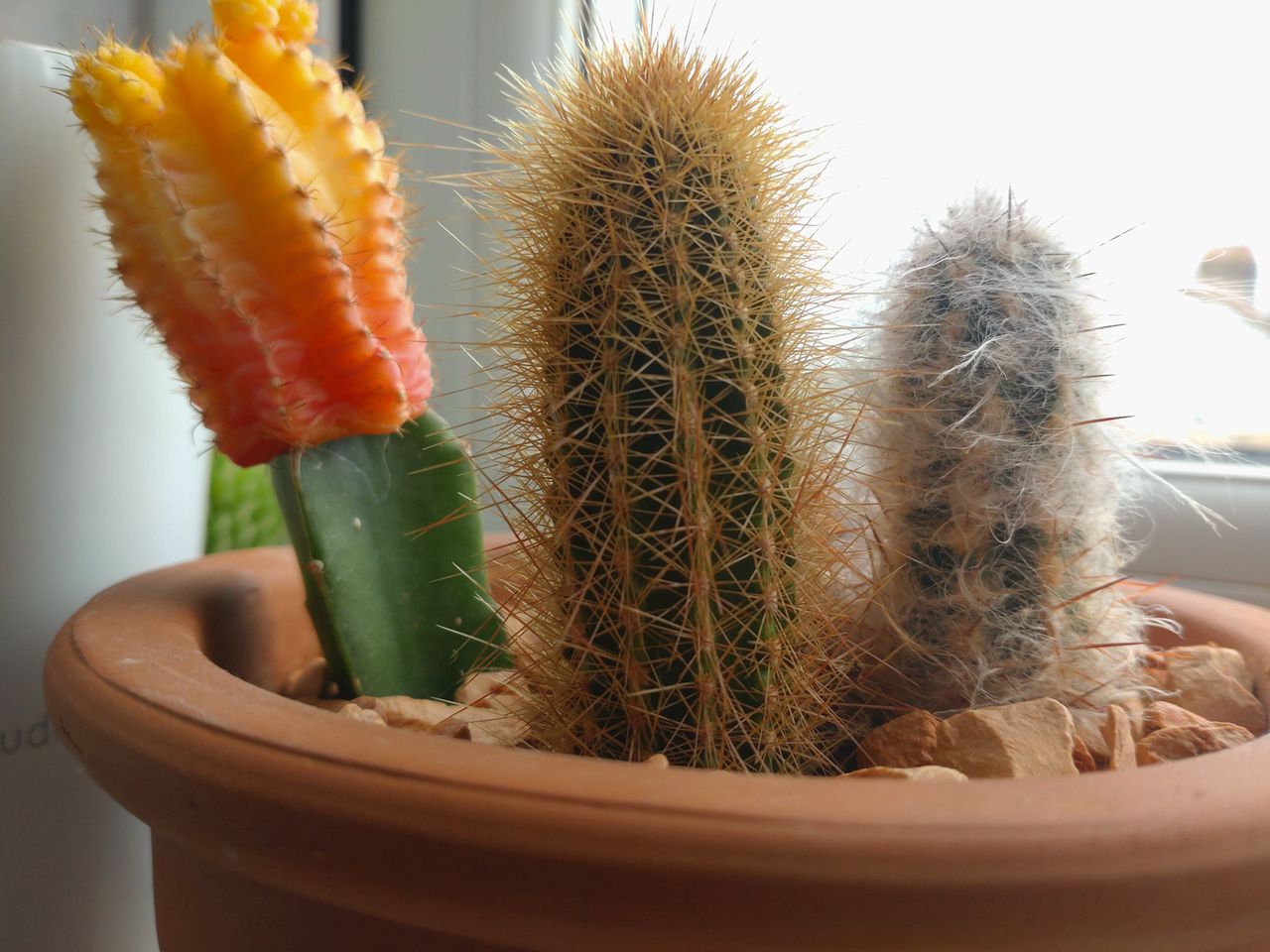 A cactus shot on the Xperia 10 III