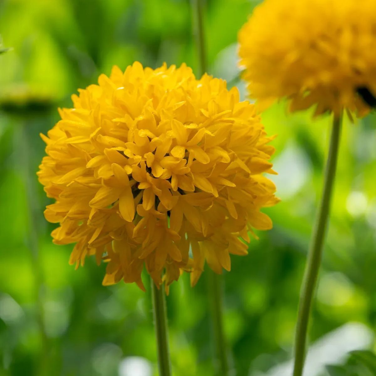 Bedding flower