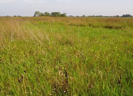 coastal-prairie-wetland-110308-02