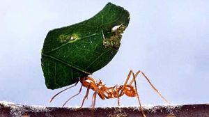 Ant Lift Leaf