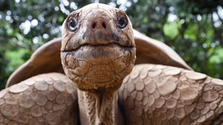 Man sues Apple for losing video of a giant tortoise biting his hand