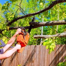Cutting neighbor's tree limb hanging over fence