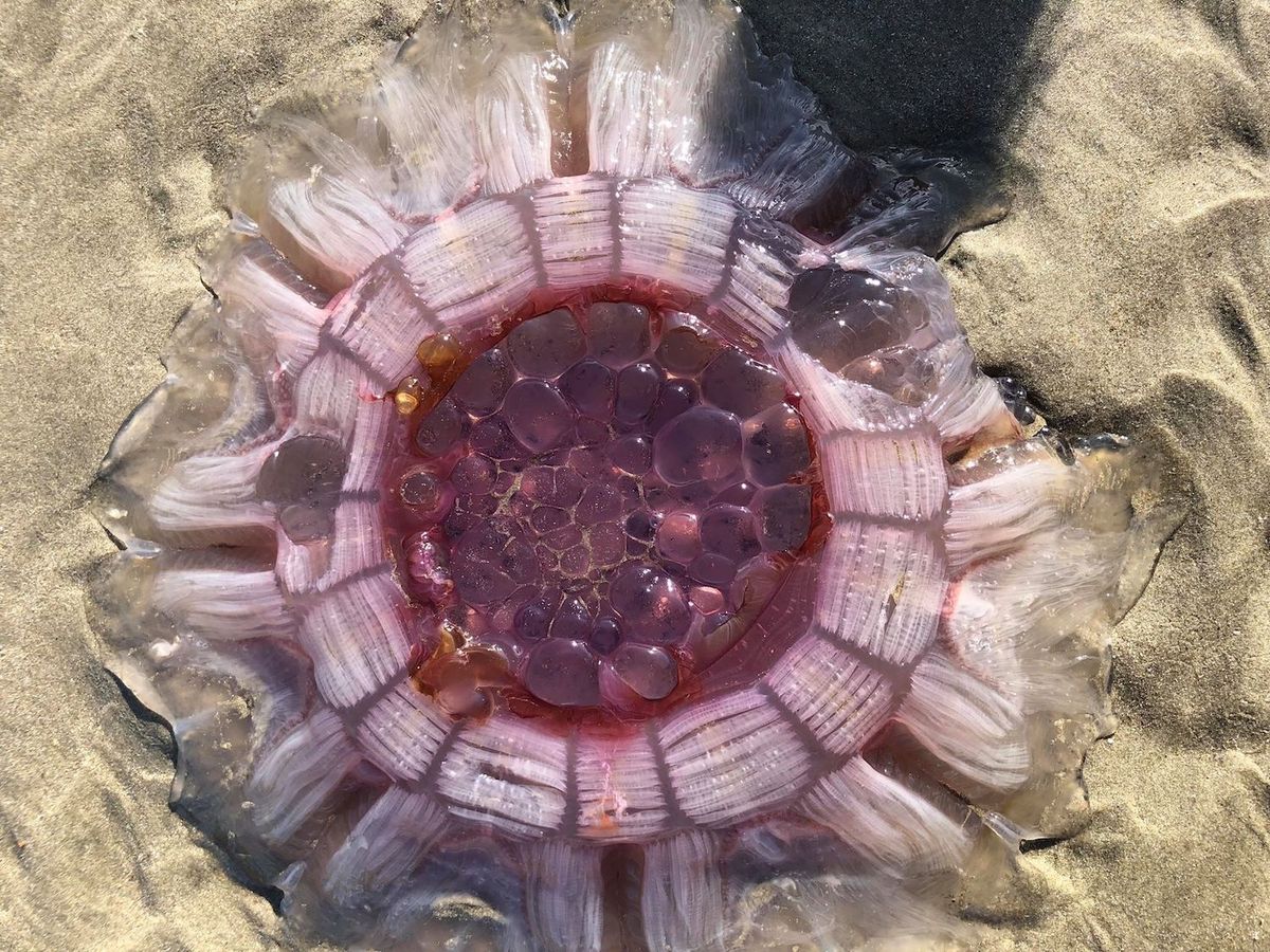 Lion&#039;s mane jellyfish