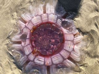 Lion's mane jellyfish