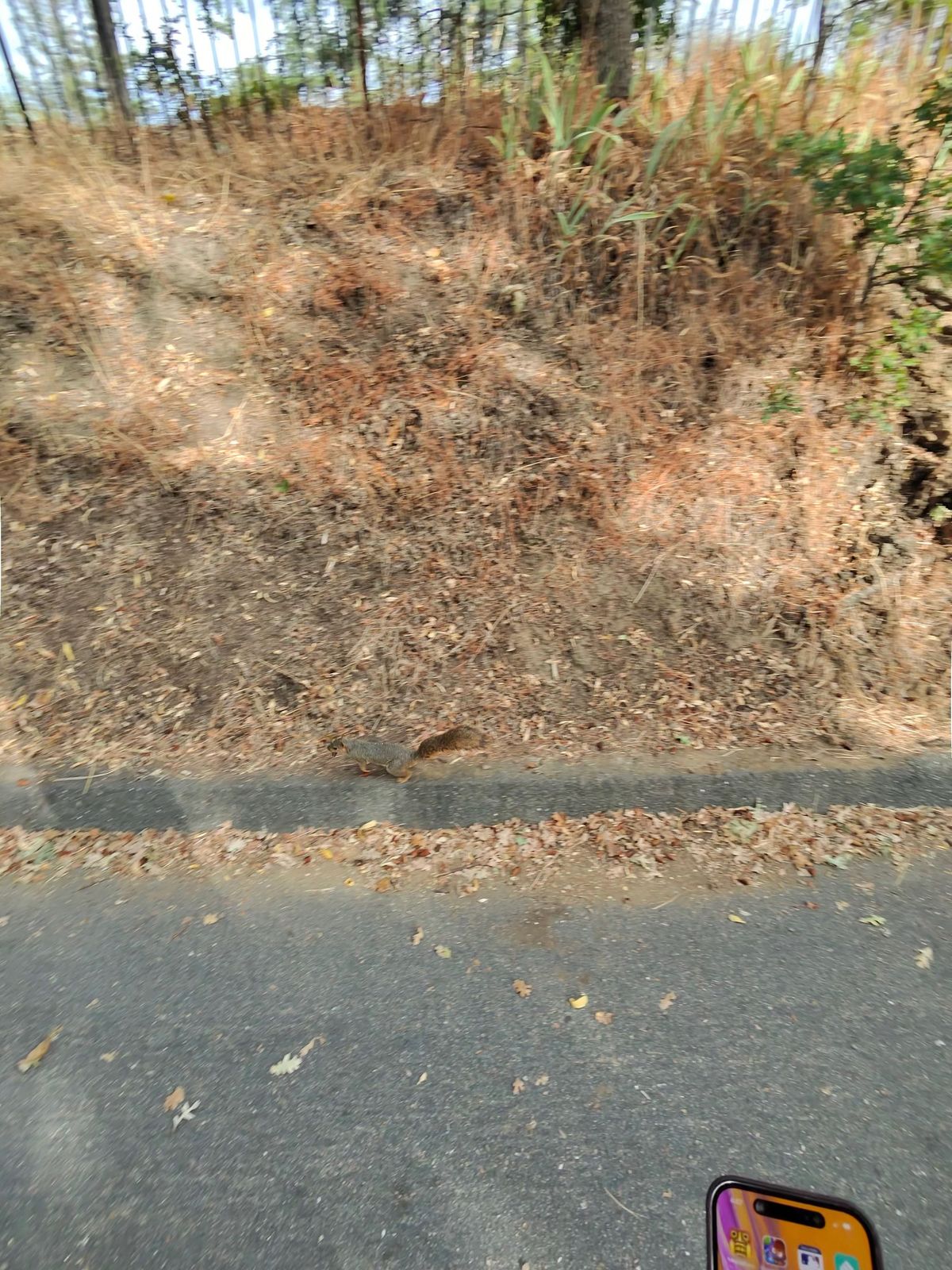 A camera sample showing the visual quality of photos taken from the Ray-Ban Meta smart glasses