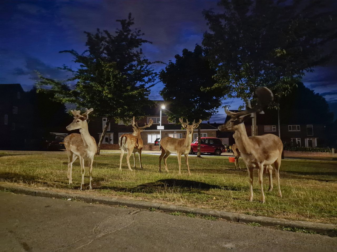 Samsung nocturnal animals