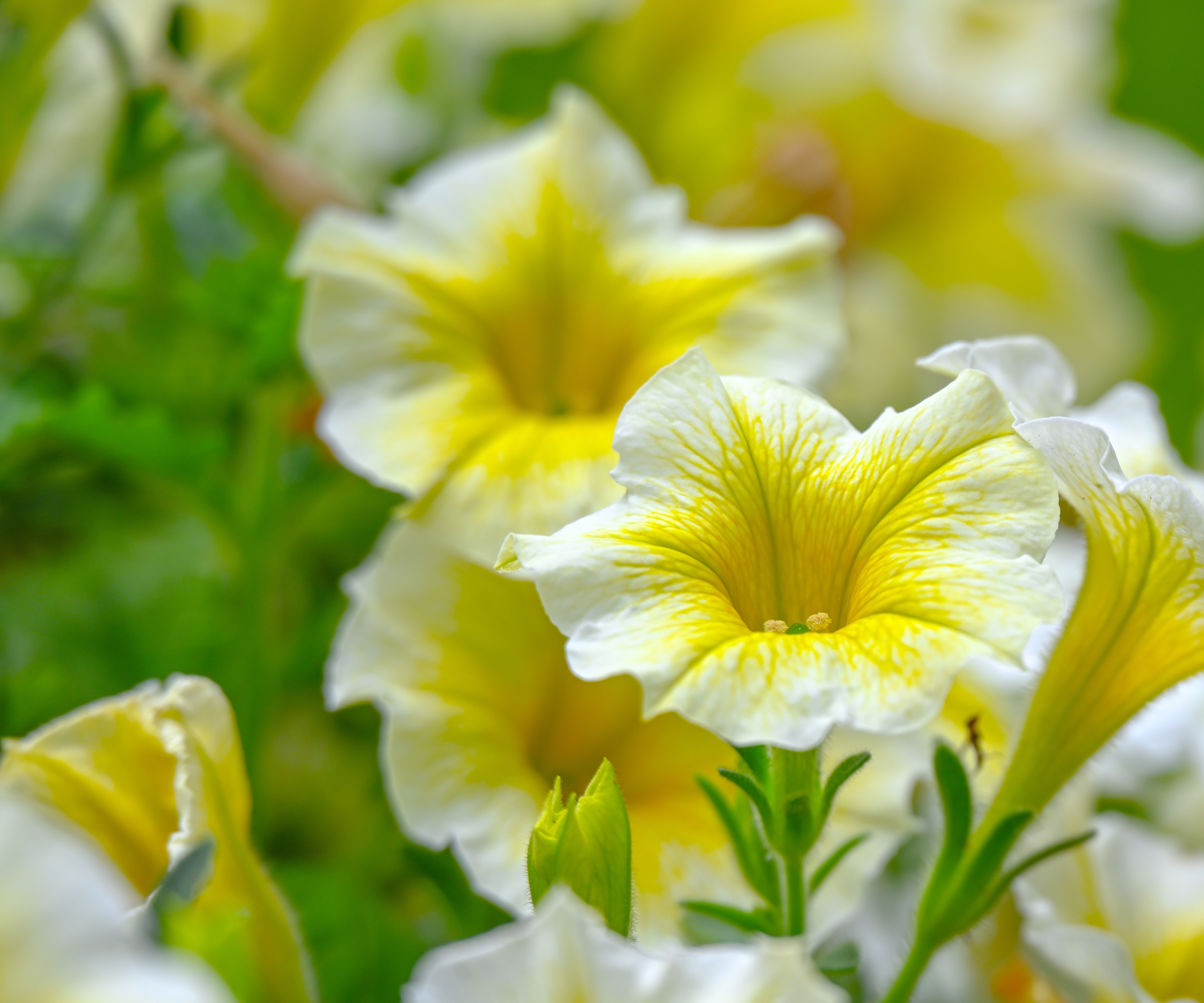 close up of lemon yellow calibroachoa flower heads